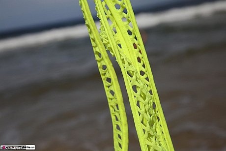 Solo bitch GF chick takes off her swimwear on the beach while sporting a booty plug - Image 8 of 16  in Dildo category   featuring Roxeanne 